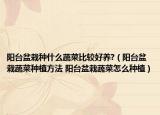 陽臺盆栽種什么蔬菜比較好養(yǎng)?（陽臺盆栽蔬菜種植方法 陽臺盆栽蔬菜怎么種植）