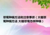 翠菊種植方法和注意事項(xiàng)（大棚翠菊種植方法 大棚翠菊怎樣種植）