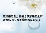 象牙果怎么分真假（象牙果怎么辨認好壞 象牙果如何么辨認好壞）