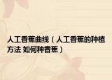 人工香蕉曲線（人工香蕉的種植方法 如何種香蕉）
