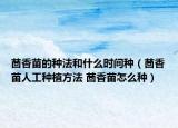 茴香苗的種法和什么時(shí)間種（茴香苗人工種植方法 茴香苗怎么種）