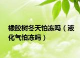 橡膠樹冬天怕凍嗎（液化氣怕凍嗎）