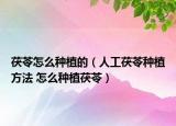 茯苓怎么種植的（人工茯苓種植方法 怎么種植茯苓）
