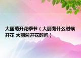 大麗菊開花季節(jié)（大麗菊什么時(shí)候開花 大麗菊開花時(shí)間）