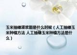 玉米抽穗灌漿期是什么時(shí)候（人工抽穗玉米種植方法 人工抽穗玉米種植方法是什么）