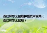 西紅柿怎么盆栽種植技術(shù)視頻（西紅柿怎么盆栽）