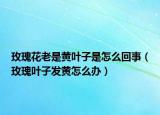 玫瑰花老是黃葉子是怎么回事（玫瑰葉子發(fā)黃怎么辦）