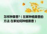 怎樣種茴香?（在家種植茴香的方法 在家如何種植茴香）