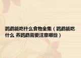 鸚鵡能吃什么食物全集（鸚鵡能吃什么 養(yǎng)鸚鵡需要注意哪些）
