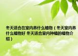 冬天適合在室內(nèi)養(yǎng)什么植物（冬天室內(nèi)養(yǎng)什么植物好 冬天適合室內(nèi)種植的植物介紹）