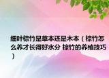 細(xì)葉棕竹是草本還是木本（棕竹怎么養(yǎng)才長得好水分 棕竹的養(yǎng)殖技巧）