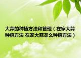 大蒜的種植方法和管理（在家大蒜種植方法 在家大蒜怎么種植方法）