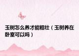 玉樹怎么養(yǎng)才能粗壯（玉樹養(yǎng)在臥室可以嗎）
