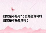 白鷺是不是鳥?（白鷺是鷺鷥嗎 白鷺是不是鷺鷥嗎）
