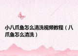 小八爪魚(yú)怎么清洗視頻教程（八爪魚(yú)怎么清洗）