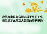 袋鼠寶寶是怎么爬進(jìn)袋子里的（小袋鼠是怎么爬到大袋鼠的袋子里的）