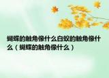 蝴蝶的觸角像什么白蟻的觸角像什么（蝴蝶的觸角像什么）