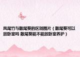 鳳尾竹與散尾葵的區(qū)別圖片（散尾葵可以放臥室嗎 散尾葵能不能放臥室養(yǎng)護(hù)）