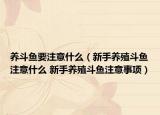 養(yǎng)斗魚要注意什么（新手養(yǎng)殖斗魚注意什么 新手養(yǎng)殖斗魚注意事項）