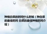 種植白菜的時(shí)間什么時(shí)候（種白菜的最佳時(shí)間 白菜的最佳種植時(shí)間介紹）
