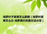 綠蘿葉子發(fā)黃怎么解救（綠蘿葉發(fā)黃怎么辦 綠蘿黃葉改善方法分享）
