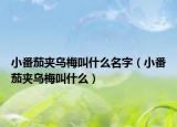 小番茄夾烏梅叫什么名字（小番茄夾烏梅叫什么）
