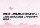 怎樣養(yǎng)護三角梅才能開出很多漂亮的花（三角梅怎么養(yǎng)開花旺盛 三角梅如何養(yǎng)開花旺盛）