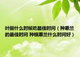 葉酸什么時(shí)候吃最佳時(shí)間（種蕙蘭的最佳時(shí)間 種植蕙蘭什么時(shí)間好）