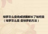 綠蘿怎么盤繞成球圖解長(zhǎng)了如何盤（綠蘿怎么盤 盤綠蘿的方法）