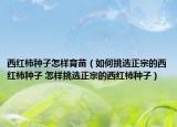 西紅柿種子怎樣育苗（如何挑選正宗的西紅柿種子 怎樣挑選正宗的西紅柿種子）