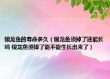 銀龍魚(yú)的壽命多久（銀龍魚(yú)須掉了還能長(zhǎng)嗎 銀龍魚(yú)須掉了能不能生長(zhǎng)出來(lái)了）