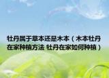 牡丹屬于草本還是木本（木本牡丹在家種植方法 牡丹在家如何種植）
