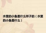 水里的小魚(yú)是什么樣子的（水里的小魚(yú)是什么）