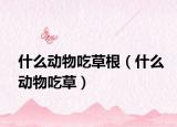 什么動(dòng)物吃草根（什么動(dòng)物吃草）