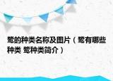 鷺的種類名稱及圖片（鷺有哪些種類 鷺?lè)N類簡(jiǎn)介）