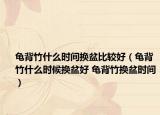 龜背竹什么時間換盆比較好（龜背竹什么時候換盆好 龜背竹換盆時間）