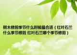 樹木修剪季節(jié)什么時候最合適（紅葉石蘭什么季節(jié)修剪 紅葉石蘭哪個季節(jié)修剪）