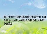 剛出生的小倉鼠與母倉鼠分開吃什么（母倉鼠為什么吃小倉鼠 大倉鼠為什么會吃小倉鼠）