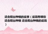 適合陽(yáng)臺(tái)種植的盆景（盆栽有哪些適合陽(yáng)臺(tái)種植 適合陽(yáng)臺(tái)種植的盆栽）