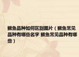 鱖魚品種如何區(qū)別圖片（鱖魚常見品種有哪些名字 鱖魚常見品種有哪些）
