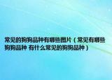 常見(jiàn)的狗狗品種有哪些圖片（常見(jiàn)有哪些狗狗品種 有什么常見(jiàn)的狗狗品種）