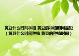 黃豆什么時間種植 黃豆的種植時間最短（黃豆什么時間種植 黃豆的種植時間）