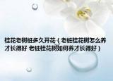 桂花老樹樁多久開花（老樁桂花樹怎么養(yǎng)才長(zhǎng)得好 老樁桂花樹如何養(yǎng)才長(zhǎng)得好）