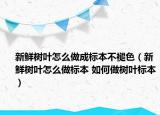 新鮮樹葉怎么做成標(biāo)本不褪色（新鮮樹葉怎么做標(biāo)本 如何做樹葉標(biāo)本）
