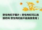 野生枸杞子圖片（野生枸杞可以直接吃嗎 野生枸杞能不能直接食用）