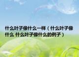 什么葉子像什么一樣（什么葉子像什么 什么葉子像什么的例子）