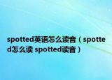 spotted英語怎么讀音（spotted怎么讀 spotted讀音）