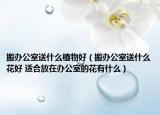 搬辦公室送什么植物好（搬辦公室送什么花好 適合放在辦公室的花有什么）