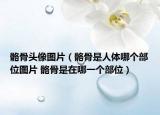 骼骨頭像圖片（骼骨是人體哪個(gè)部位圖片 骼骨是在哪一個(gè)部位）