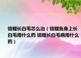 錦鯉長白毛怎么治（錦鯉魚身上長白毛用什么藥 錦鯉長白毛病用什么藥）